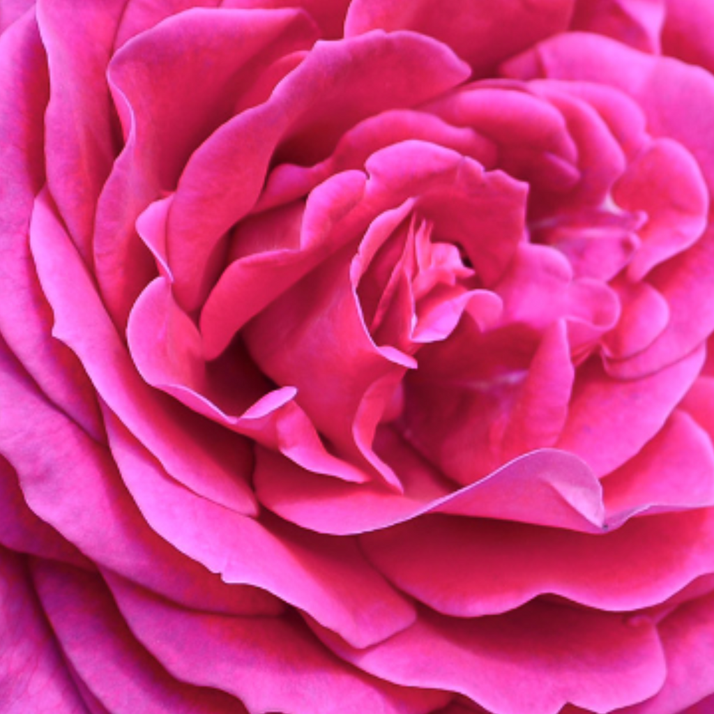 Reber Rostem REBEL ROSE – who is elijah